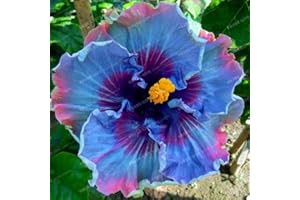200pcs Hibiscus Seed Hibiscus ROSA-SINENSIS Flower Seed Hibiscus Seed Seed for Flower Potted Plants - (Color: 2)