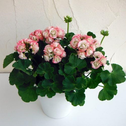 のみ ジェームズダイソン 治す アップル ブロッサム ゼラニウム Ns Jobs Jp