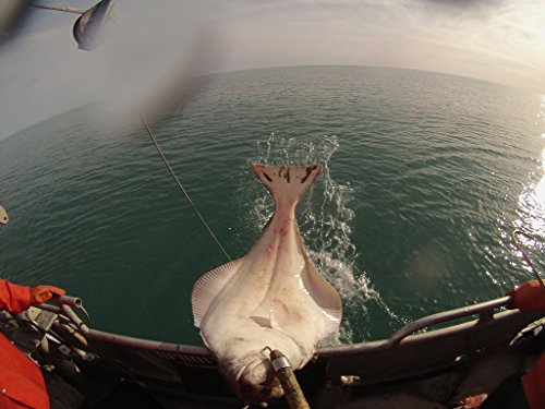 Wild Alaskan Halibut - Overnight Shipping Monday -Thursday