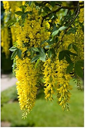 RP Seeds Laburnum anagyroides (Golden Chain) 30 Seeds