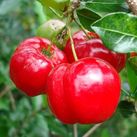 M-Tech Gardens Rare Barbados Cherry Fruit Seedling Live Plant