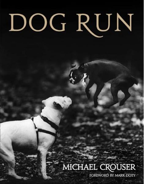 run to the dog