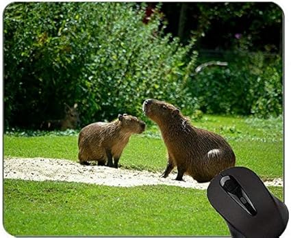 Amazon 動物デザインかわいい赤ちゃん豚マウスパッド カピバラマウスパッド Yanteng マウスパッド 通販