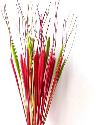 Dried Natural Chinese Pennisetum Alopecuroides Pampas Grass Flower Bouquet 24” Tall, Plume Herb Home Décor