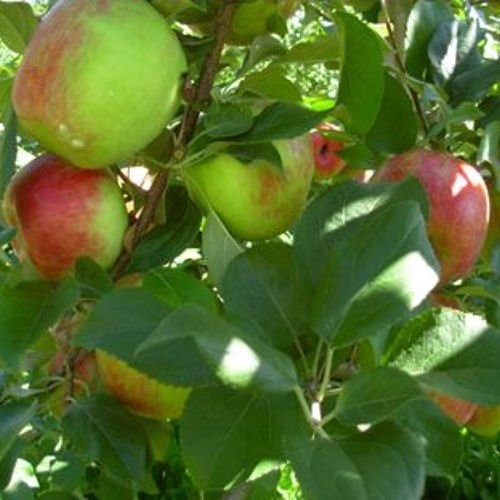 HONEYCRISP apple tree sweet & tart 10 seeds by Tropical Oasis