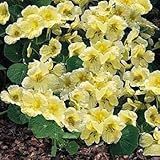 Outsidepride Nasturtium Yeti - 200 Seeds