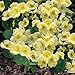 Outsidepride Nasturtium Yeti - 200 Seeds primary