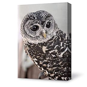 Canvas Wall Art Cute Owl Animal Canvas Painting Wall Poster Decor for Living Room Framed Home Decorations - 12x18 inches