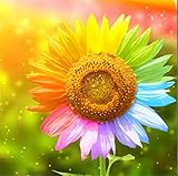 YEESAM Art New 5D Diamond Painting Kit - Colorful Sunflower - DIY Crystals Diamond Rhinestone Painting Pasted Paint by Number Kits Cross Stitch Embroidery