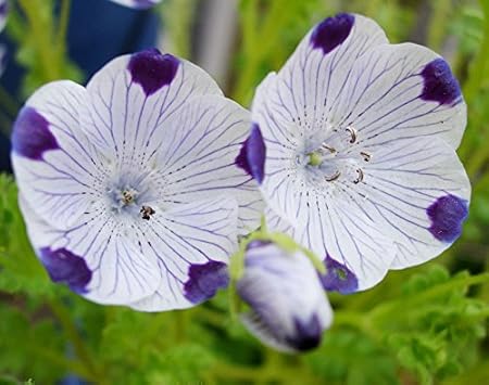 Plants Seeds Bulbs Yard Garden Outdoor Living 10 Pcs Five Spot Nemophila Maculata Flower Seeds Tlcschools Com