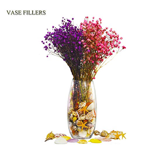 Jangostor Seashells 15 Kinds of Shells 100 PCS Mixed Ocean Beach Colorful Seashells with Starfish Pe - //medicalbooks.filipinodoctors.org