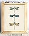 Vintage Three Dragonflies Illustration 11x14 Unframed Poster – Botanical Insect Art, Entomology, Scientific Nature Print, Minimalist Retro Decor for Home, Office, and Living Room, Educational Art