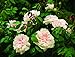 David Austin's English Roses