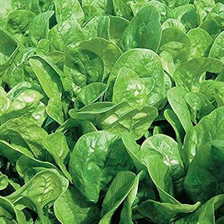 Creative Farmer Vegetable Seeds Organic Palak Seeds For Home Garden Seeds - Indian Spinach Seeds Home Garden Seeds