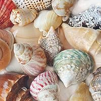 Tumbler Home Polished Sea Shells - Sizes 2.25" to 4" - Approx. 15 Beach Shells in Mixed Colors - Great for Hermit Crab Shells and Beach Décor