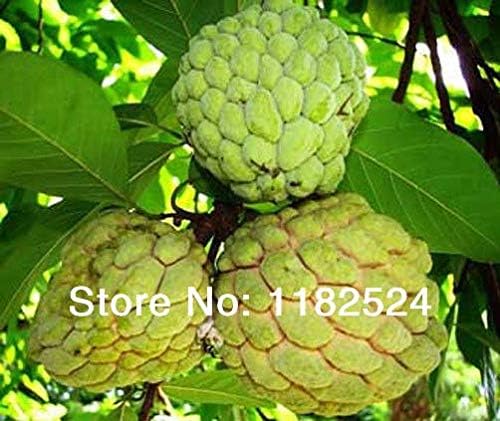 20 Semillas - Custard Apple Fruit, Buddha's Head Fruit, Cherimoya, Chirimoya, Sugar Apple, SweetSop, Annona Tree Semillas