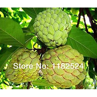 20 Semillas - Custard Apple Fruit, Buddhas Head Fruit, Cherimoya, Chirimoya, Sugar Apple, SweetSop, Annona Tree Semillas