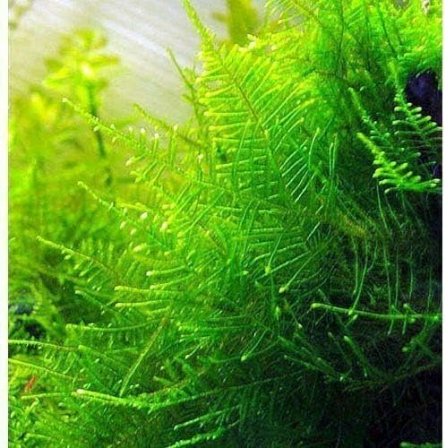 20 g Christmas Moss Carpeting Live Aquatic Plant Shrimp Aquarium Pond
