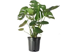 American Plant Exchange Live Monstera Deliciosa Plant with Edible Fruits, Split Leaf Philodendron Plant, Plant Pot for Home and Garden Decor, 10" Pot