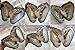 Twin Pearls Freshwater Cultured Double Love Wish Pearl Oyster with Round Twin Pearl Inside 10 Colors (7-8mm), Valentines Mothers Day Birthday Gifts Pearl Wedding Party (10 Oysters & 20 Pearls)