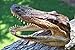 Gator Head 5-6 Inch Real Alligator Head by Unknown