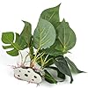 DIGIFLEX-Artificial-Plant-for-Fish-Tank--Fake-Plant--Fish-Tank-Decorations--Fishtank-Ornament-Green-Leaves--20cm--Home-Aquarium--Natural-Realistic-Design DIGIFLEX Artificial Plant for Fish Tank – Fake Decorations – Fishtank Ornament Green Leaves – 20cm – Home Aquarium – One…