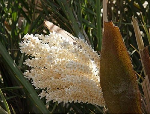 Date Palm Pollen 50g (1.8 Oz)