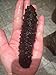 Erlin 1lb Sun Dried Black Spiky Sea Cucumber From North America Medium Size