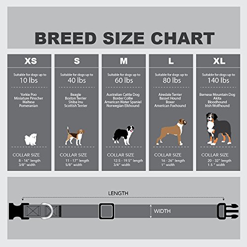 American Flag Dog Collar in 5 different sizes (Medium)