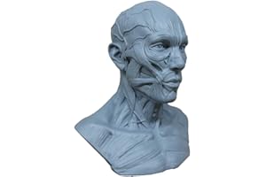 airgoesin Human Model Craft Anatomy Skull Head Muscle Bone Medical Artist Drawing Study (Blue)