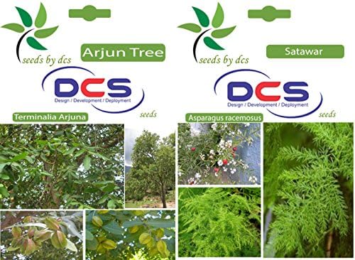 DCS Arjun Tree and Satawar Seeds (White)