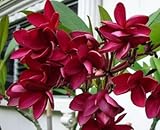 V-E-R-Y RARE~Exotic~DRAGON'S BLOOD" Plumeria~FRANGIPANI~Houseplant~Sweet~1 Seed ONLY