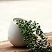 Celestte Succulent Planter, Mini Round White Ceramic Hydroponic Wall-mounted Flower Pots