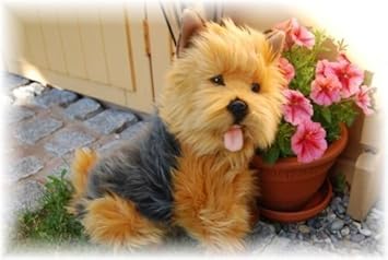 peluche yorkshire terrier
