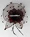 Coolwife Womens Fascinator Veil Flower Cocktail Tea Party Headwear (Coffee)