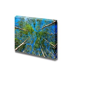 Beautiful Scenery Landscape Uprisen Angle of Rubber Trees Against Blue Sky - Canvas Art Wall Art - 12" x 18"