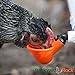 Pressure Regulator with Gauge for Backyard Flock Automatic Poultry Watering System