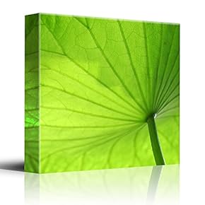 Green Broad Leaf in Closeup Detail Study of...