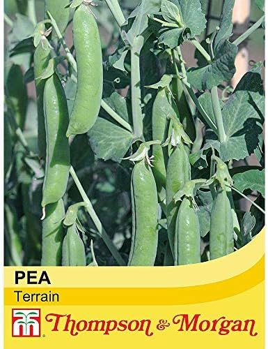 Pea Seeds, High Yielding, Fast Growing Climbing Plants, Long Cropping Season, Tasty Edible Peas, Kitchen Gardens & Allotments
