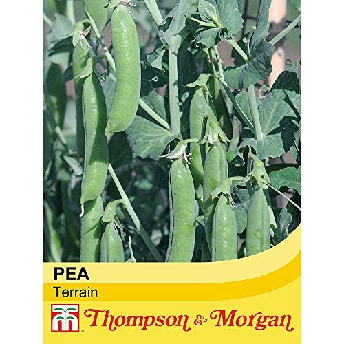 Pea Seeds, High Yielding, Fast Growing Climbing Plants, Long Cropping Season, Tasty Edible Peas, Kitchen Gardens & Allotments, 1 x Pack of Pea Terrain 300 Seeds by Thompson & Morgan