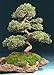 TROPICA - Chinese Juniper (Juniperus chinensis) - 30 Seeds - Bonsai