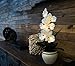 Homeseasons LED Pre Lit Lighted Single Stem Phalaenopsis Silk Orchid Arrangement-Battery Operated Lighted Artificial Orchid Plant(White)