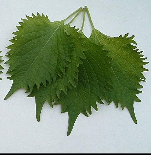 500 Seeds Kaori Green Shiso Popular Asian and Japanese Herb Perilla frutenscens