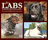 Just Labs 2018 Box Calendar (Dog Breed Calendar)