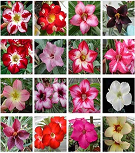 Chia Tai 10 Mixed Adenium Desert Rose Seeds Mixed Color Seeds: Single Layer Flower, Mixed Color Adenium Obesum Seeds and hybrids.