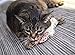 Petlinks Fresh Catch Refillable Plush Cat Toy with Catnip Tube - Tan, One Size