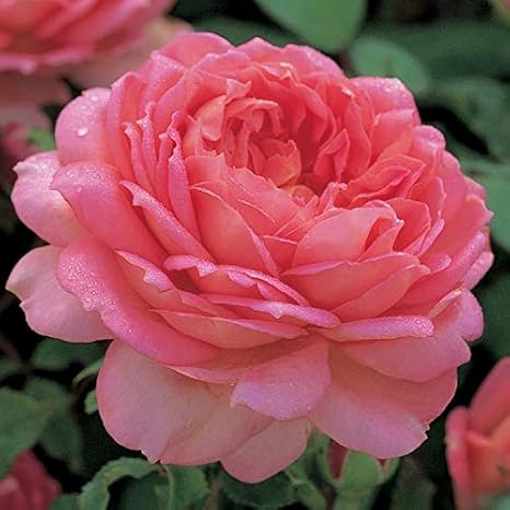 Amazon バラ 苗 イングリッシュローズ ジュビリーセレブレーション 4年生 スタンダード仕立て 花