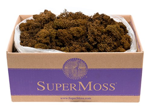 Super Moss (23095 Reindeer Moss Preserved, Brown, 3lbs