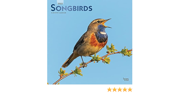 Osu 2022 Calendar Songbirds 2022 12 X 12 Inch Monthly Square Wall Calendar With Foil Stamped  Cover : Browntrout, Browntrout: Amazon.ca: Office Products