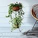 ZGstore Plant Stand, Metal Potted Plant Rack, Rustproof Decorative Flower Pot Rack Containers with Indoor Outdoor Iron Art Planter Holders Garden Bonsai Display Corner Display Standthumb 1